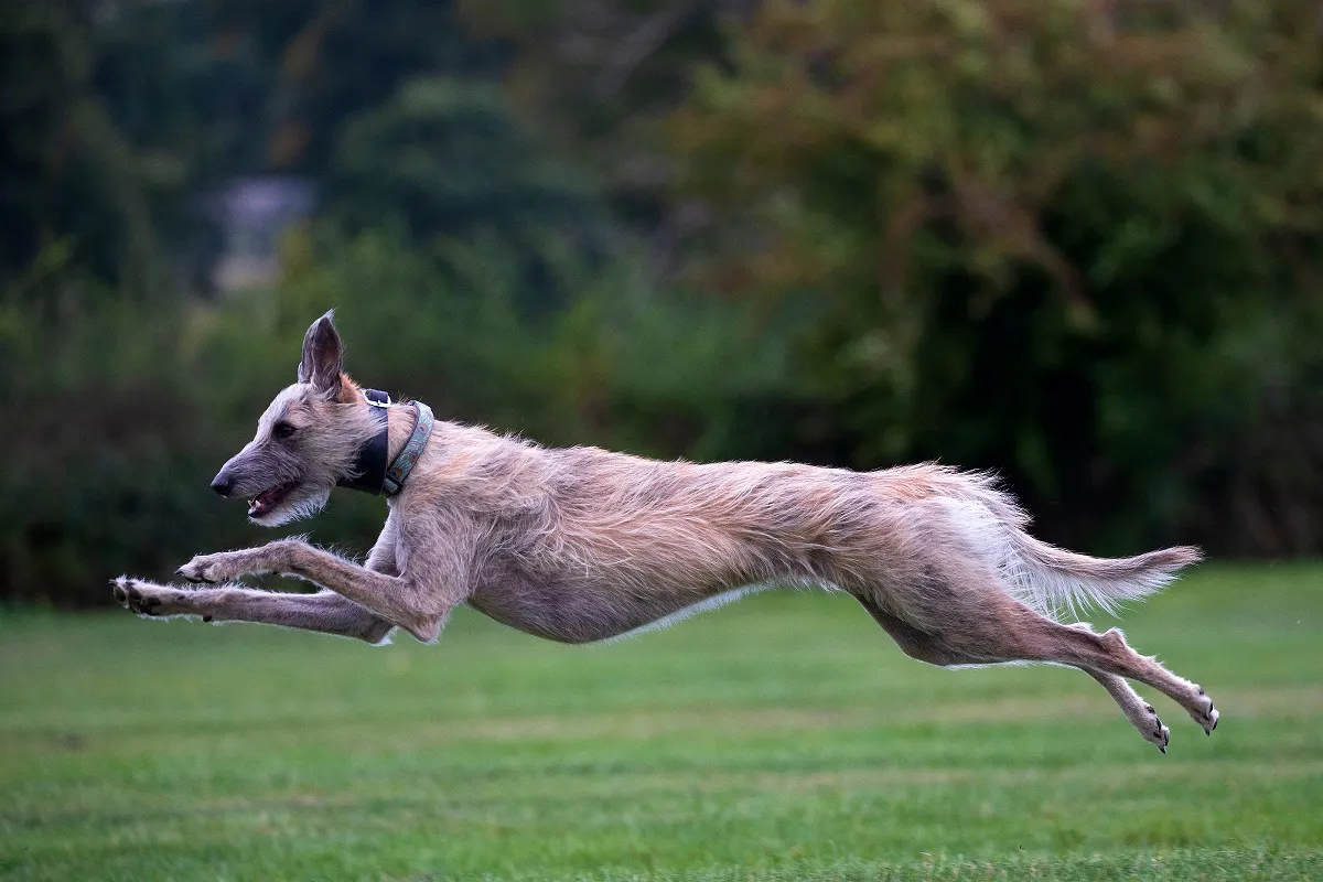 Lurcher hondenras