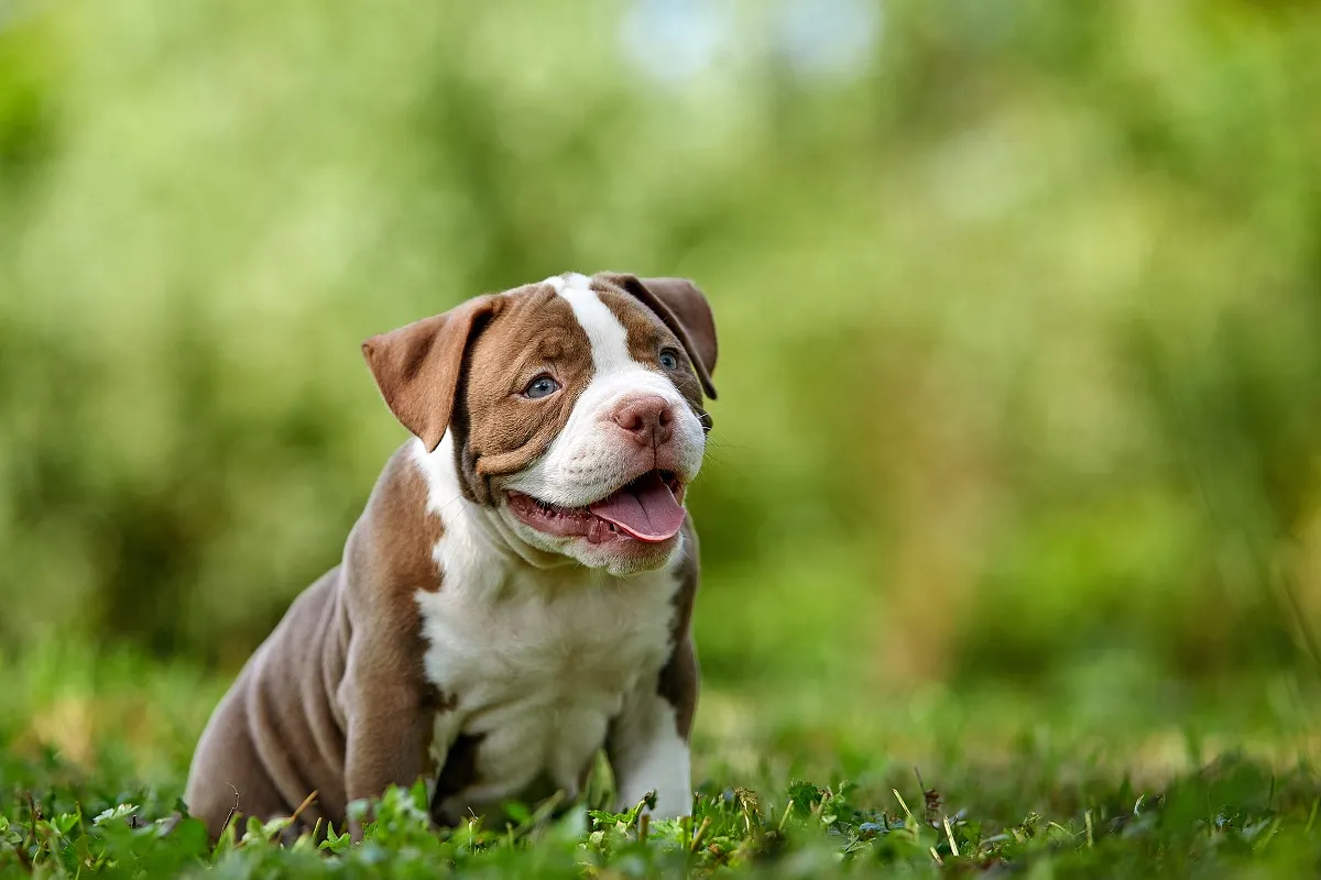 bruine American Bully puppy