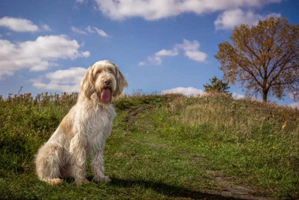 Spinone Italiano hondenras
