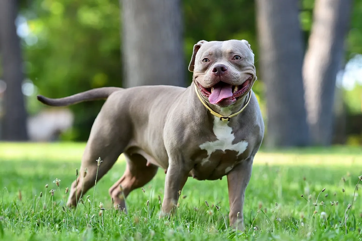 American Bully in de kleur grijs