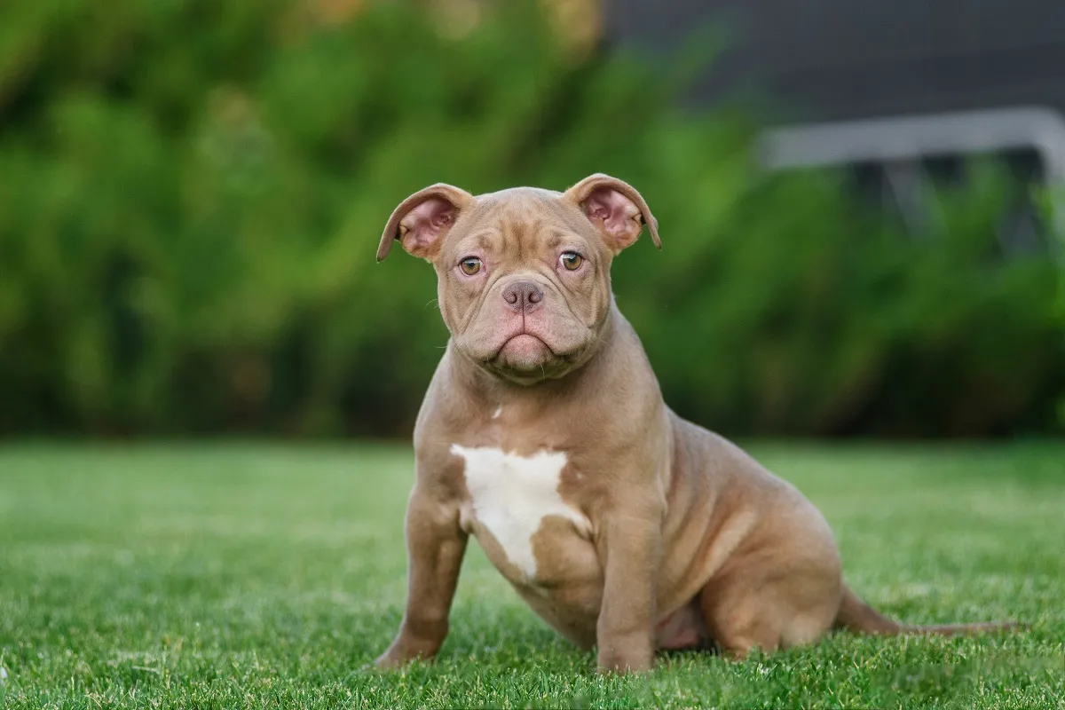 American Bully-pup in beige.