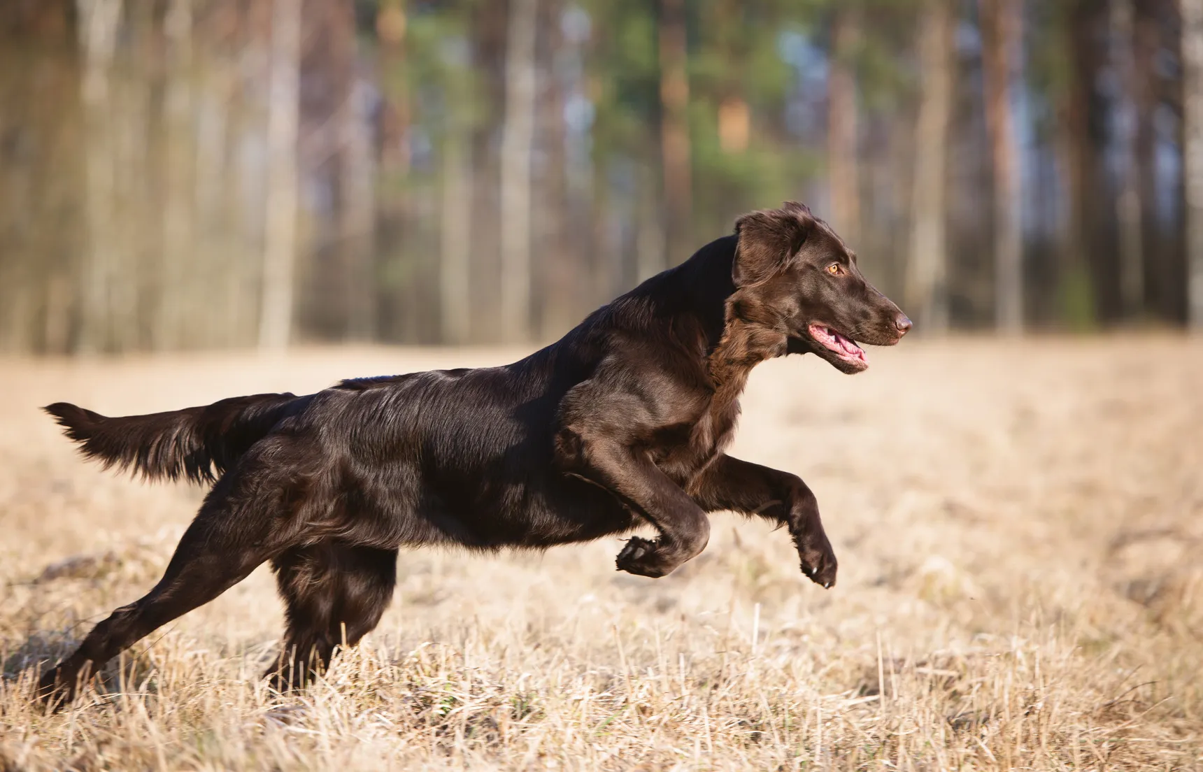 flat coated retriever