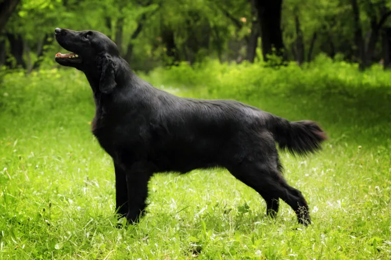 Flat-Coated Retriever