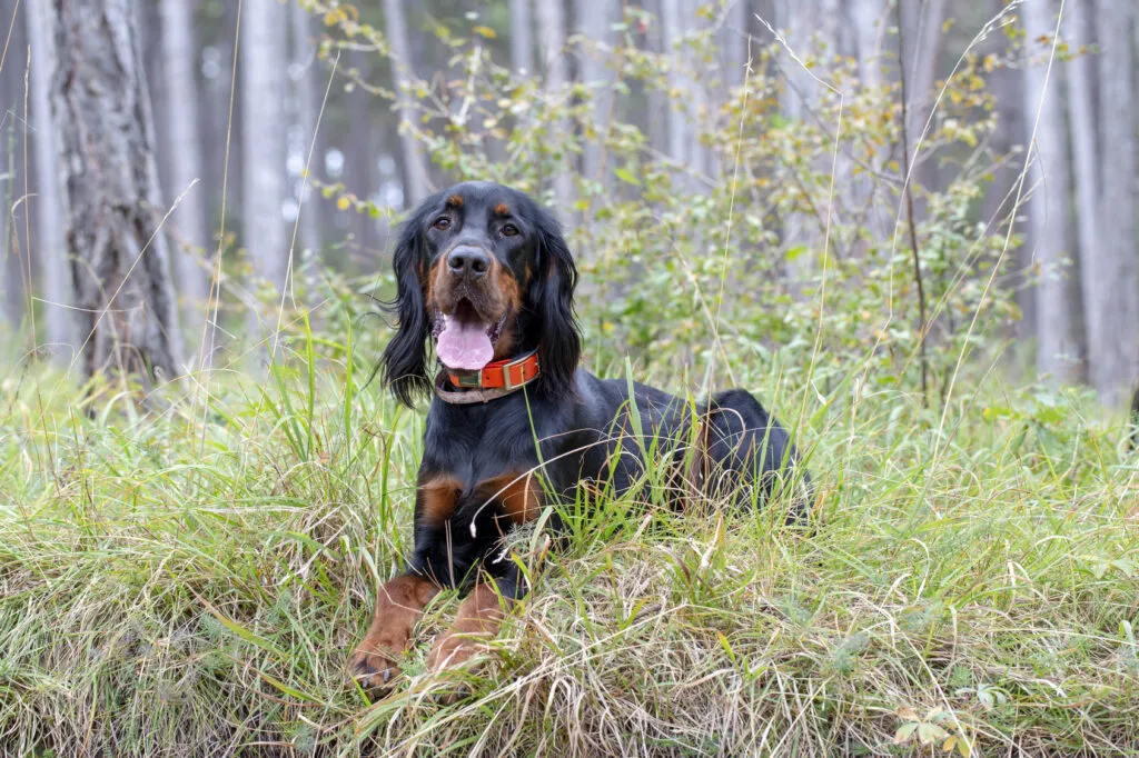 Gordon Setter hondenras