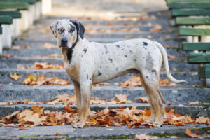 Louisiana catahoula leopard dog