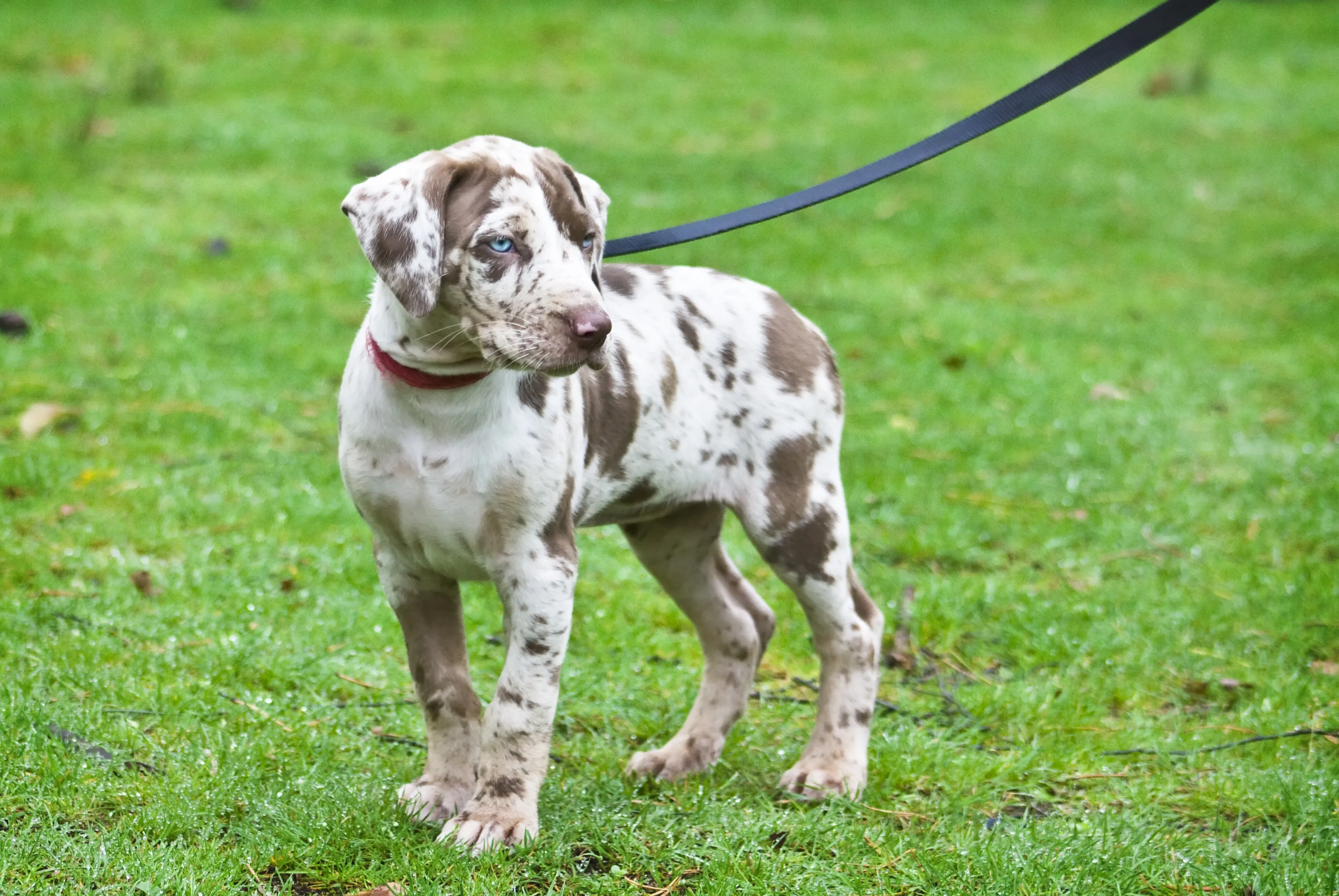Louisiana Catahoula Leopard Dog puppy