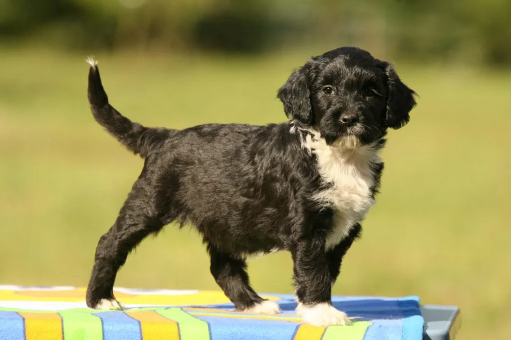 Portugese waterhond puppy