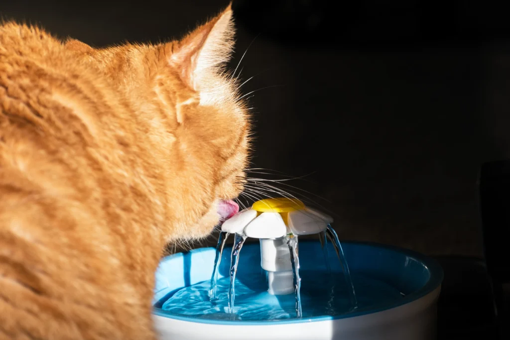 Een roodharige kat die aan het drinken is
