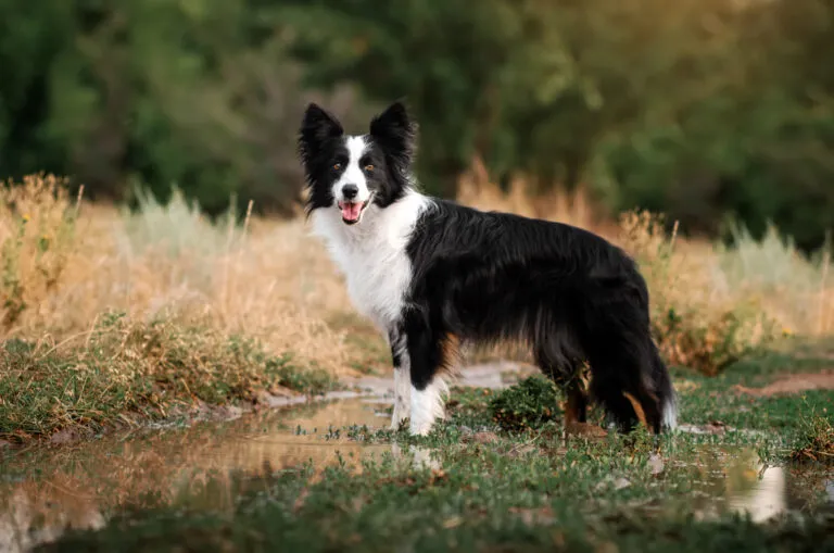 Bordercollie hondenras