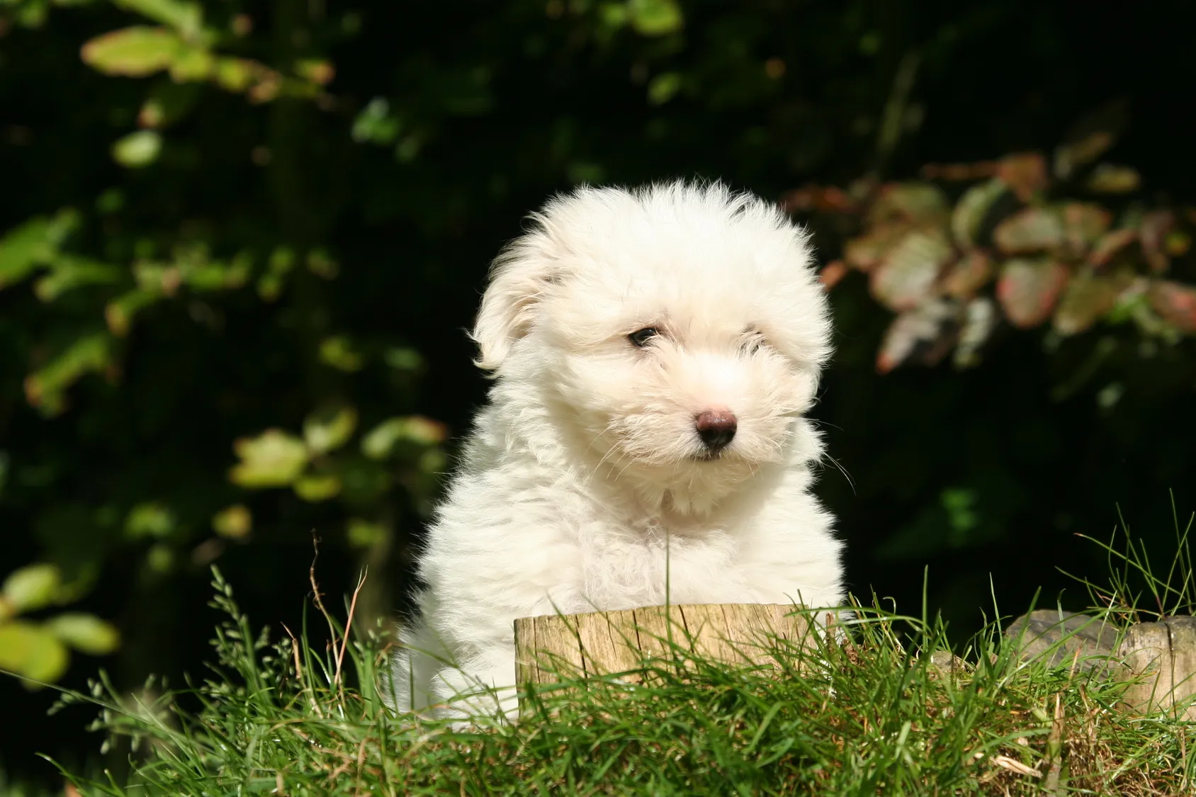 Coton de Tuléar puppy