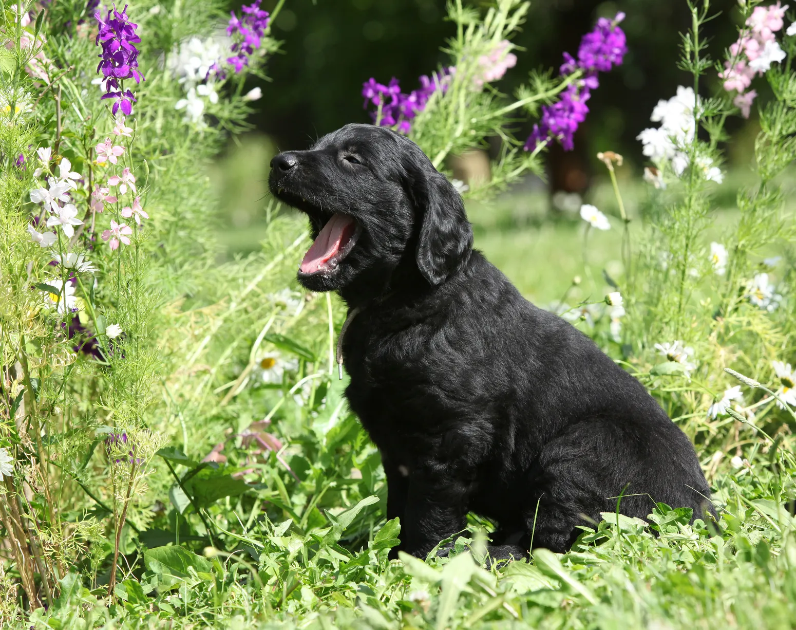 flat-coated-retrieverpup
