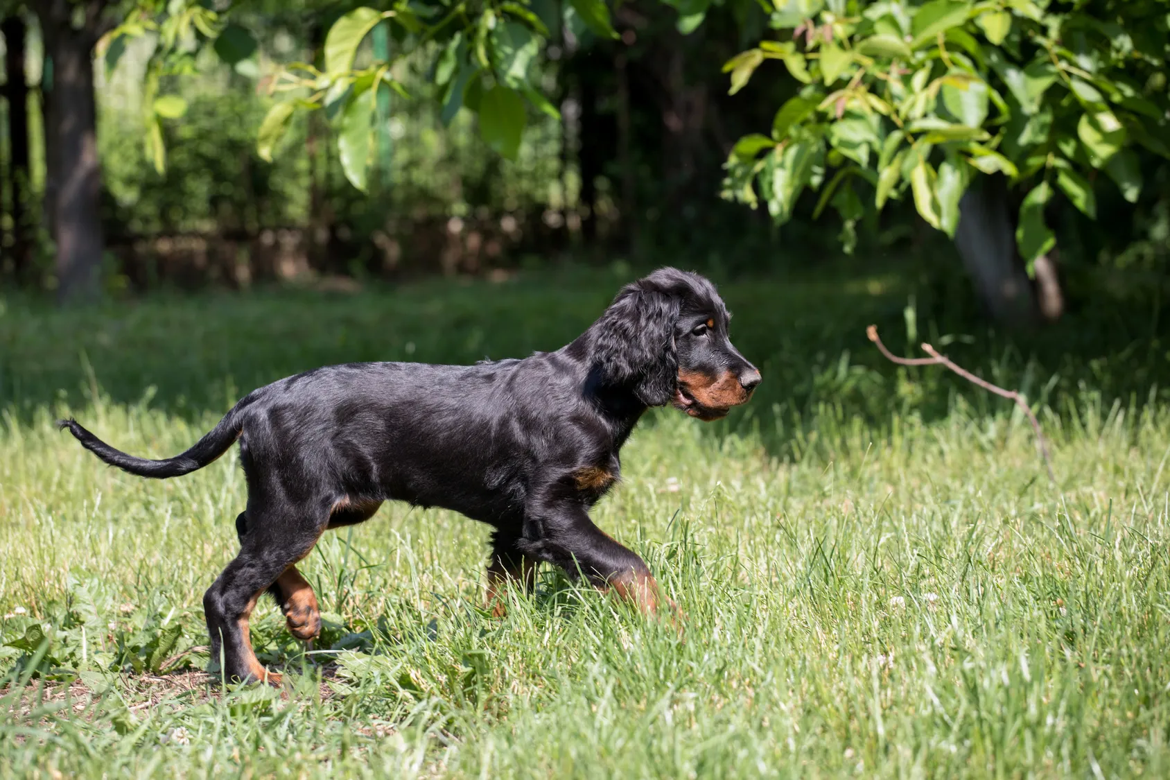 Gordon Setter hondenras