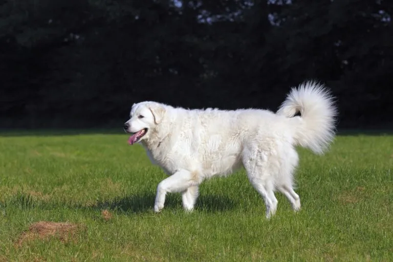 Kuvasz hond