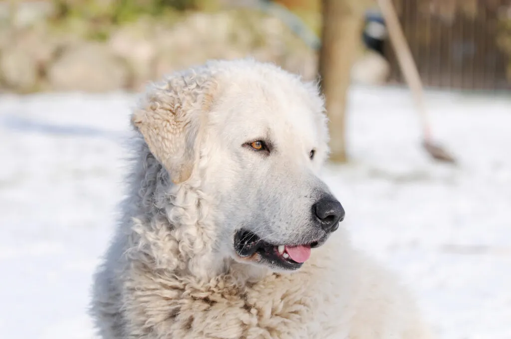 Kuvasz hond