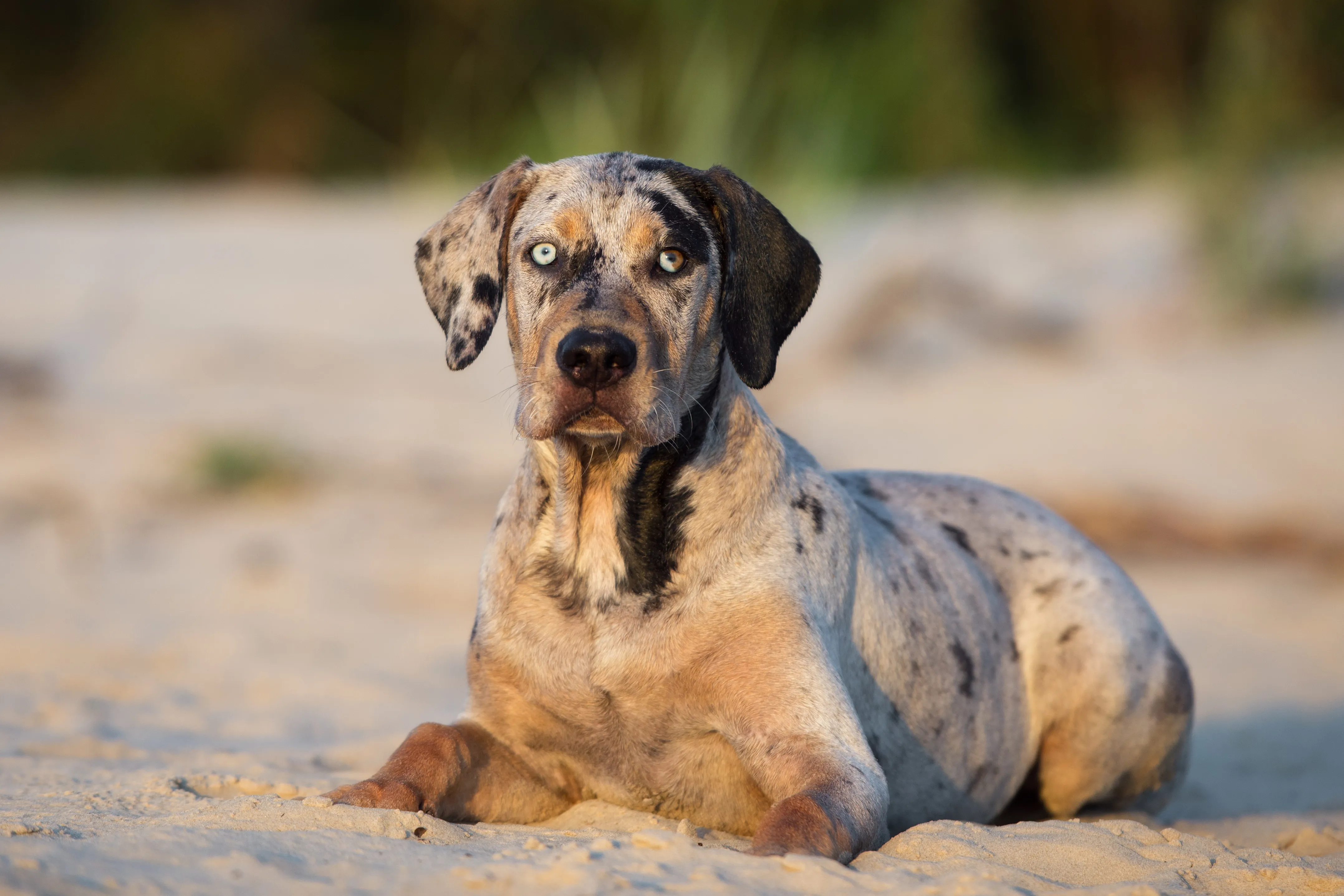 Louisiana Catahoula Leopard Dog