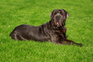 Mastino Napoletano