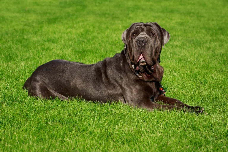 Mastino Napoletano hondenras