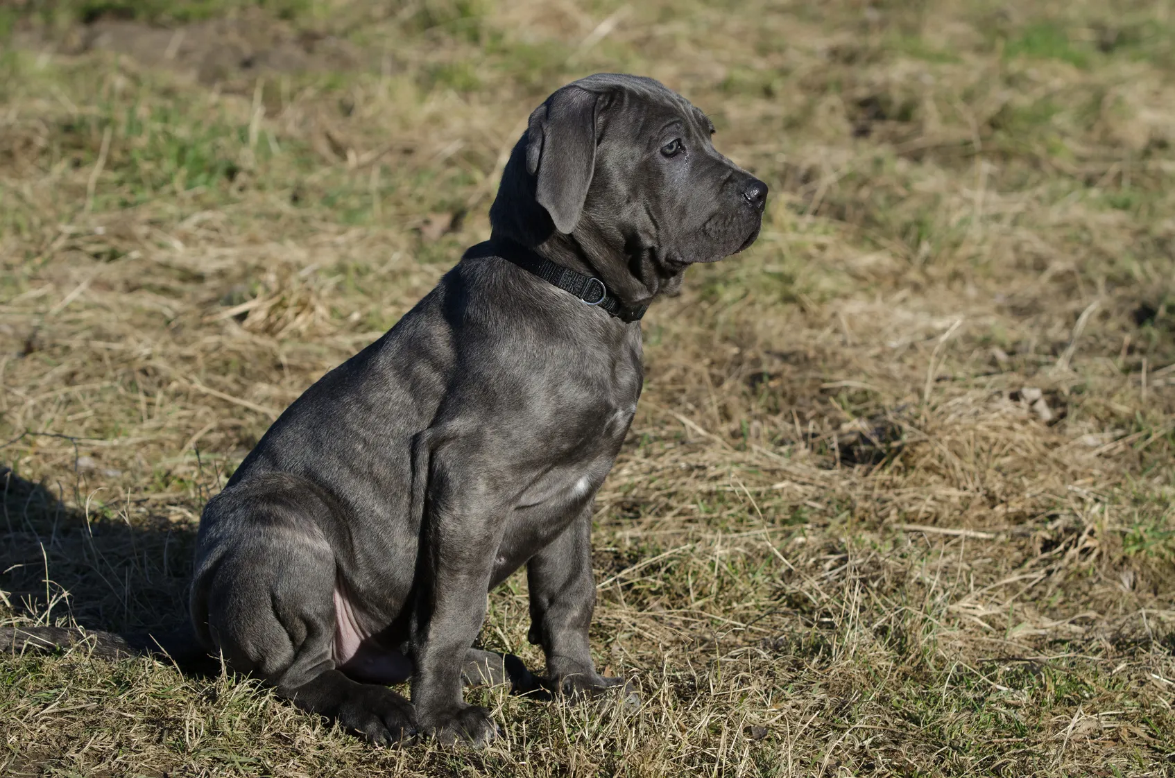 Mastino Napoletano puppy