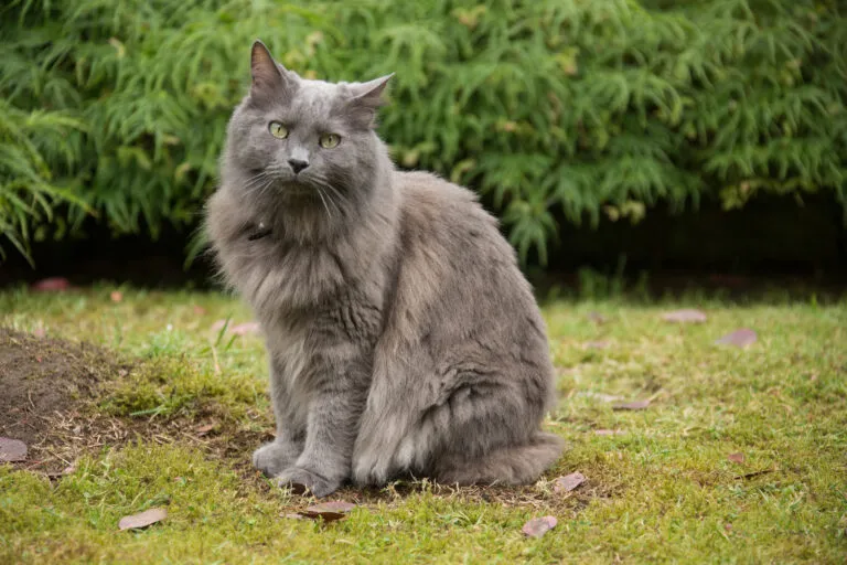 Nebelung kattenras
