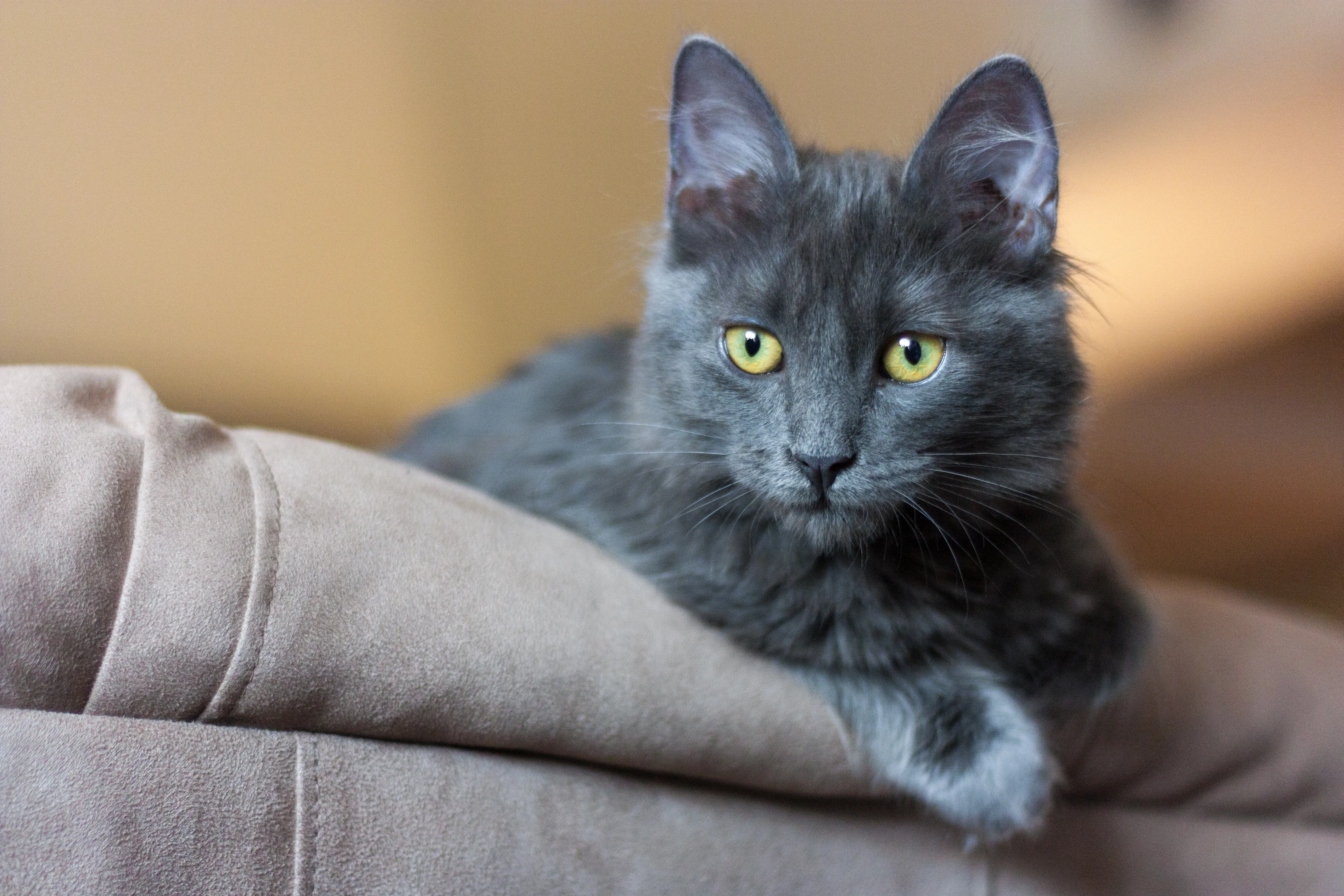 Nebelung-kitten