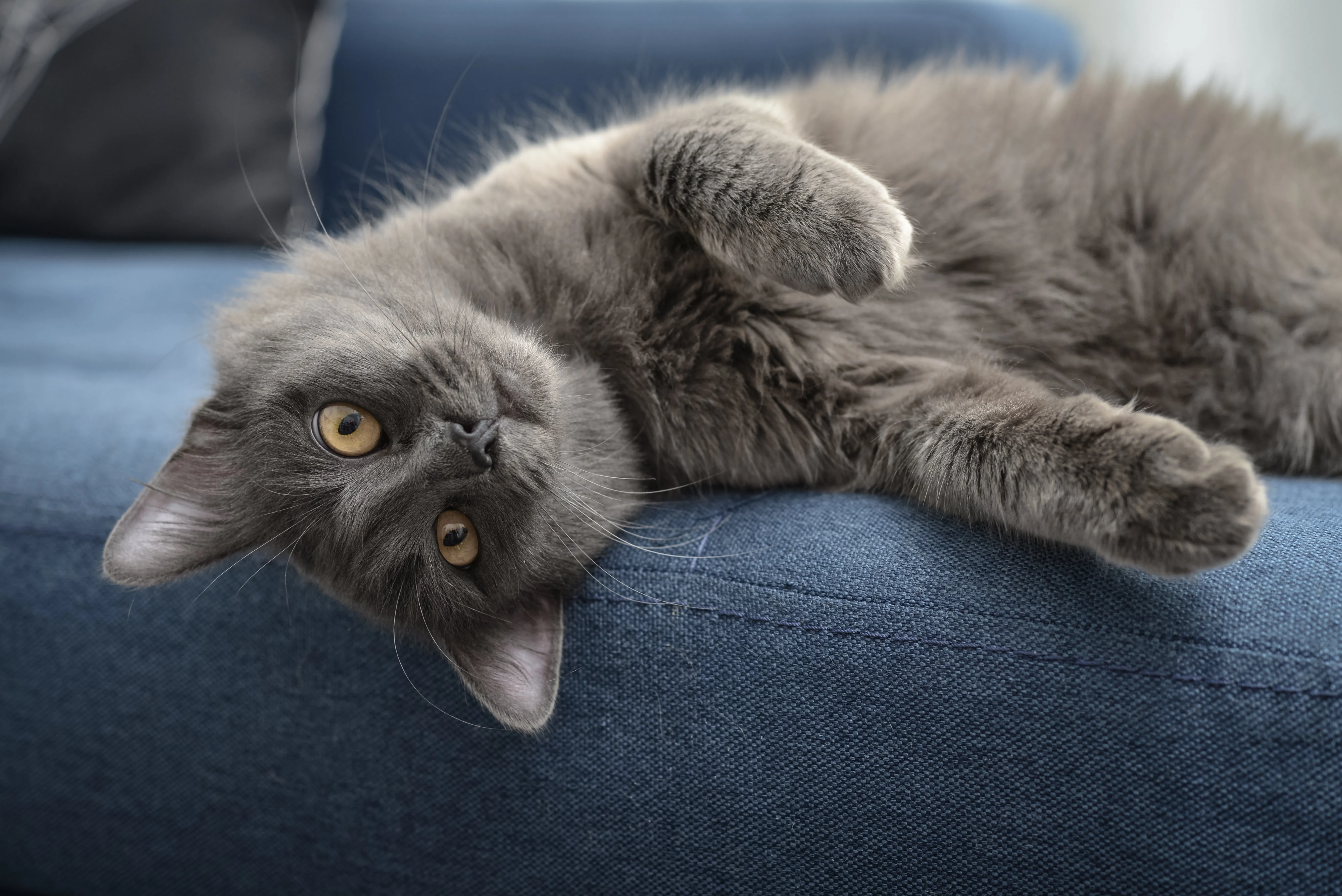 Nebelung kattenras