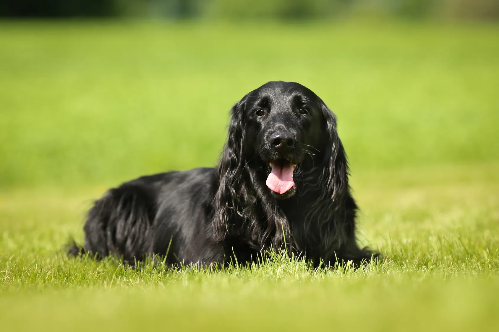 flat-coated retriever