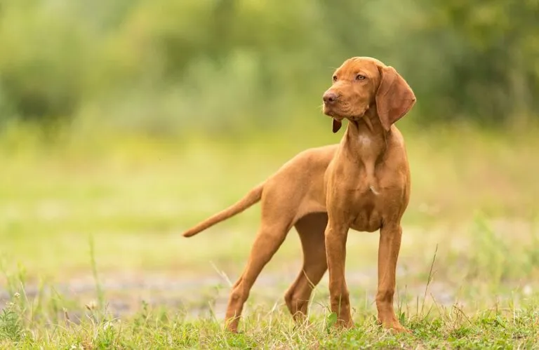 Magyar Vizsla hondenras