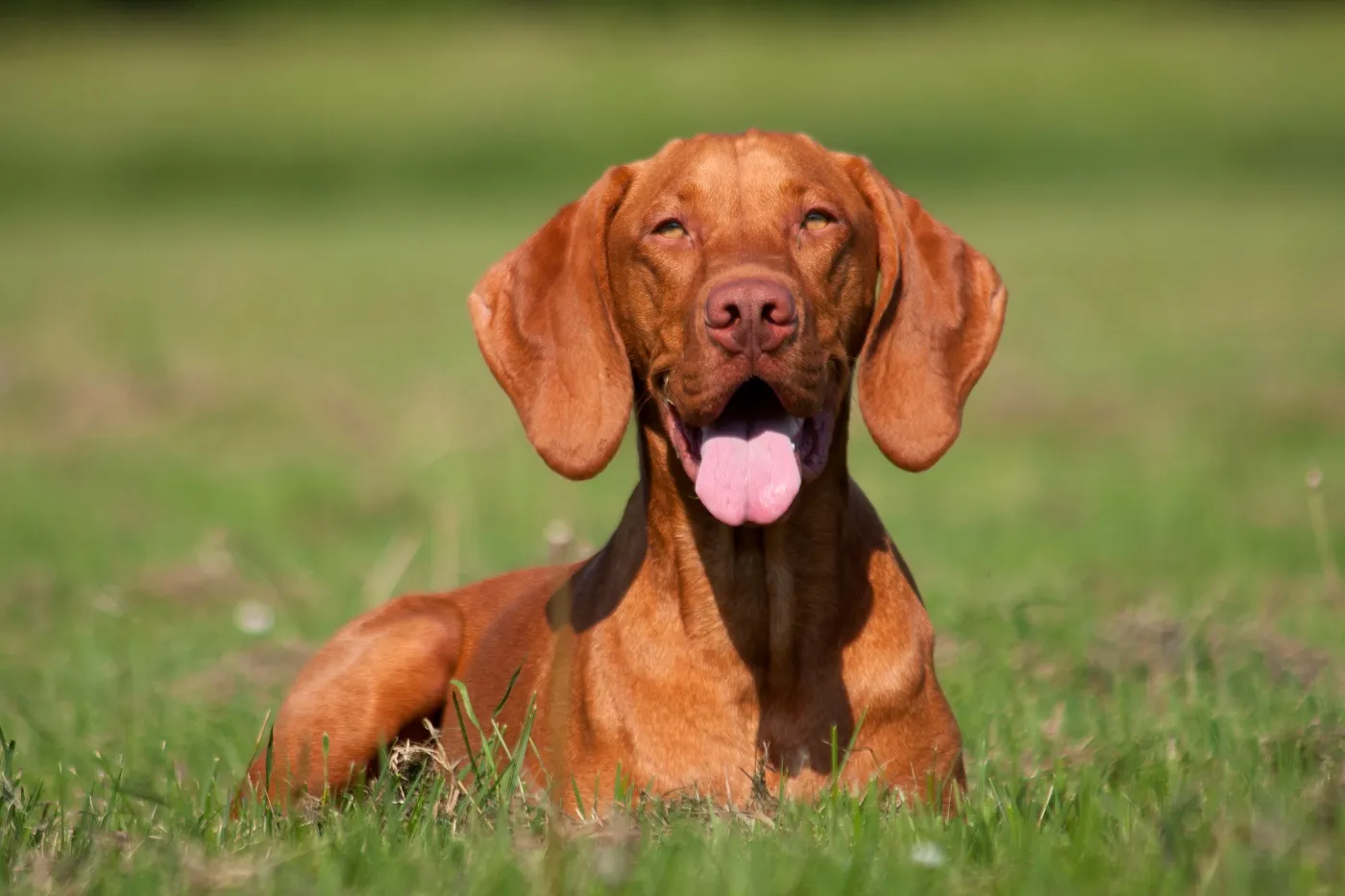 Magyar Vizsla hondenras