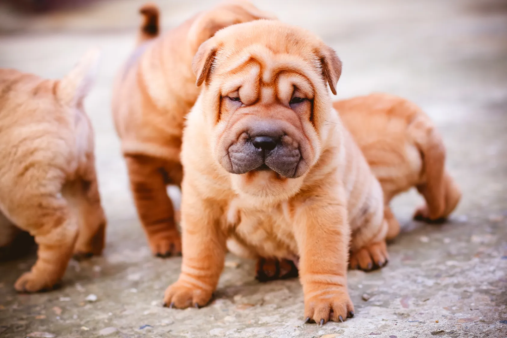 Shar-Pei-pups