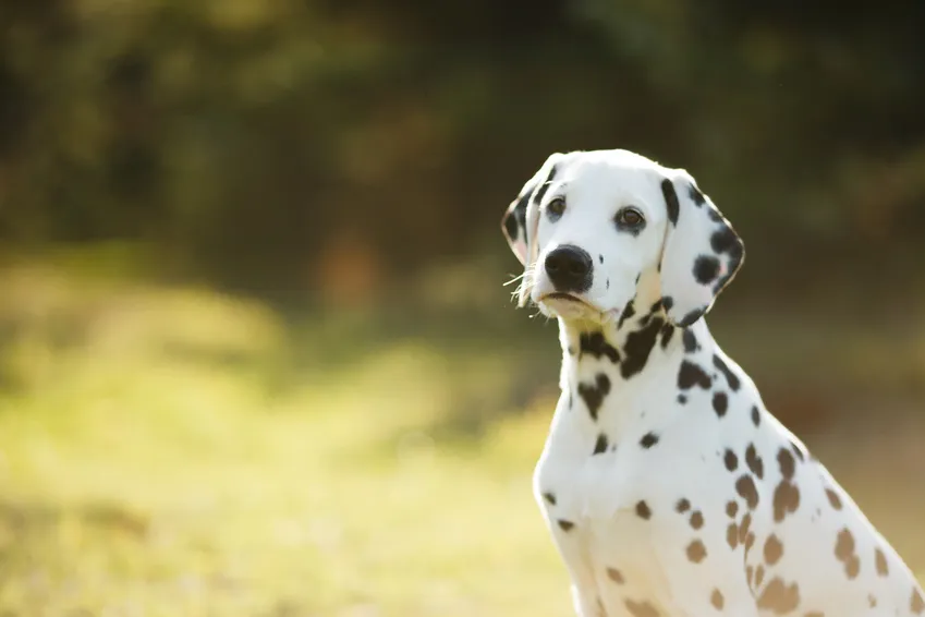 Dalmatiër puppy