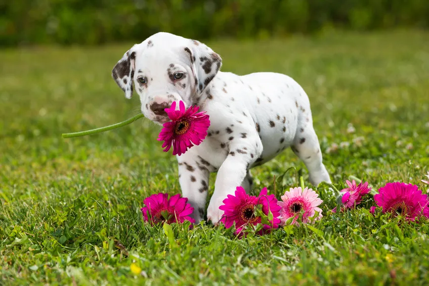 Dalmatiërpup