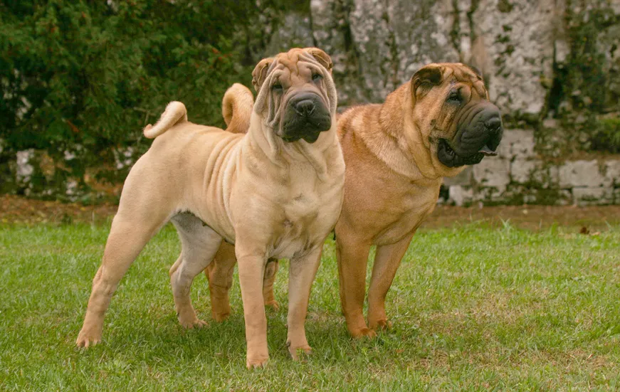 twee Shar Pei-honden