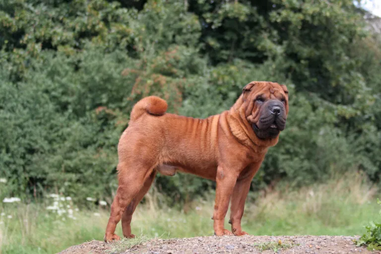 Shar Pei hondenras