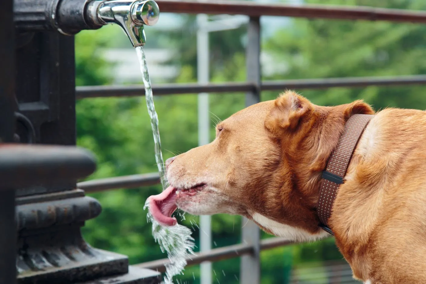 hond met een schildklieroverfunctie drinkt water