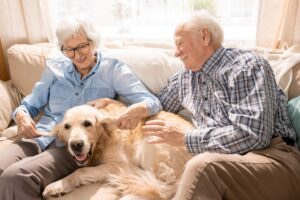 Dementie (Alzheimer) bij honden: symptomen, behandeling & levensverwachting