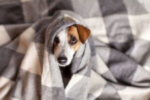 Verkoudheid bij honden herkennen, behandelen en voorkomen