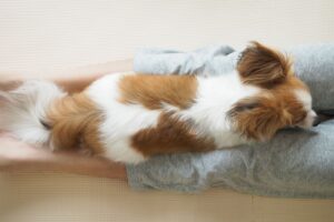 Spondylose bij honden