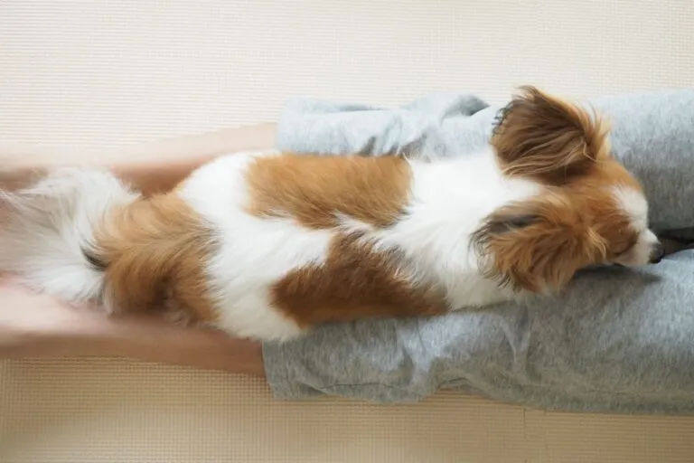 Spondylose bij de hond