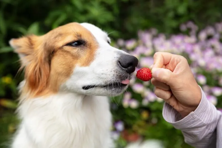 Mogen honden aardbeien eten