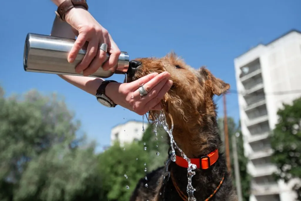 Hydratatie hond