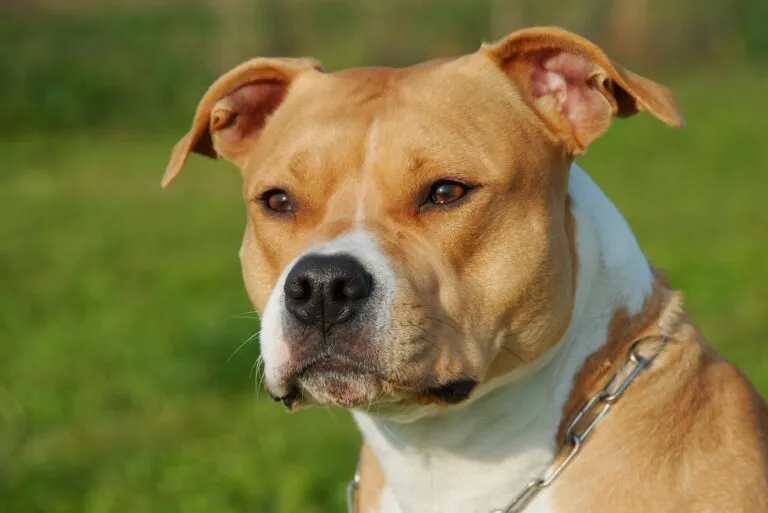 American Staffordshire Terrier vechthond