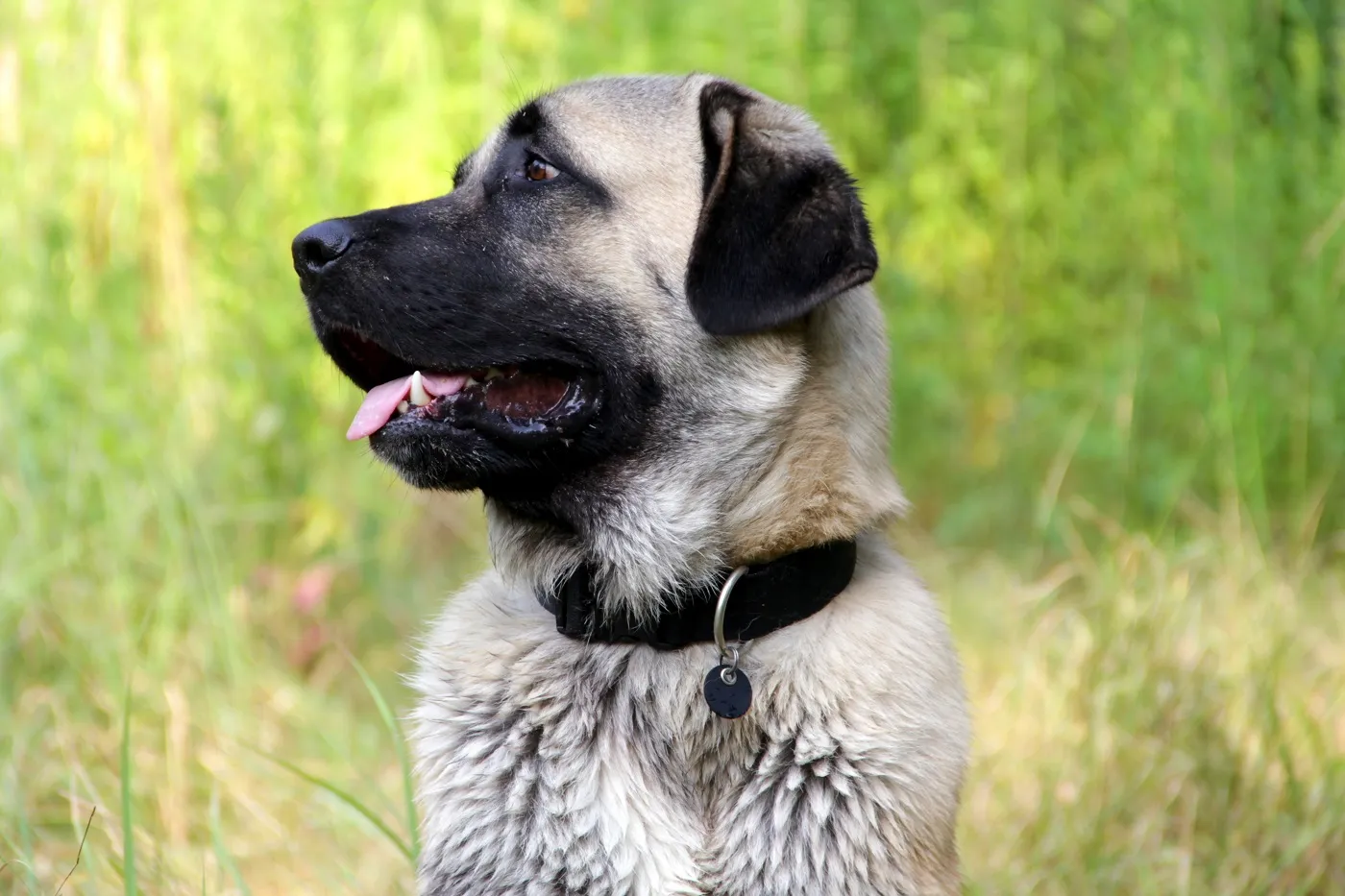 Vecht&shy;hond Kangal