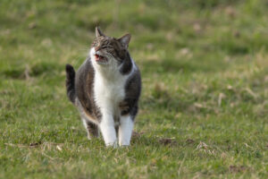 Kat niest: Waarom en wat te doen?