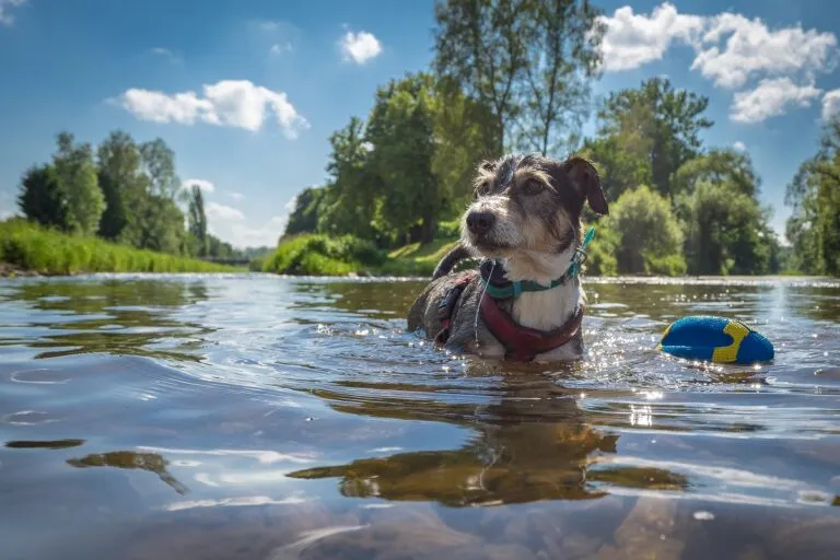 Gevaar van blauwalg voor honden in het water