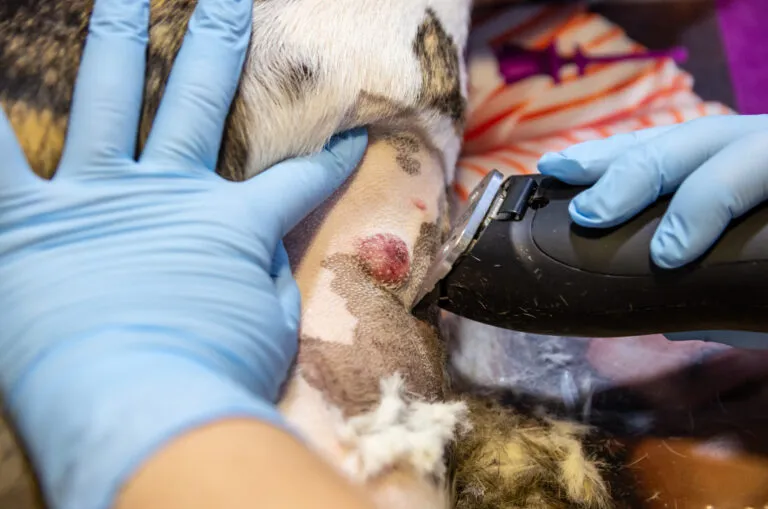 Huidkanker bij honden Tumorverwijdering dierenarts