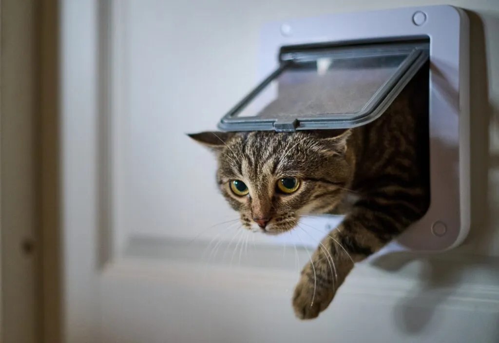 Microchip bij kat opent kattenluik