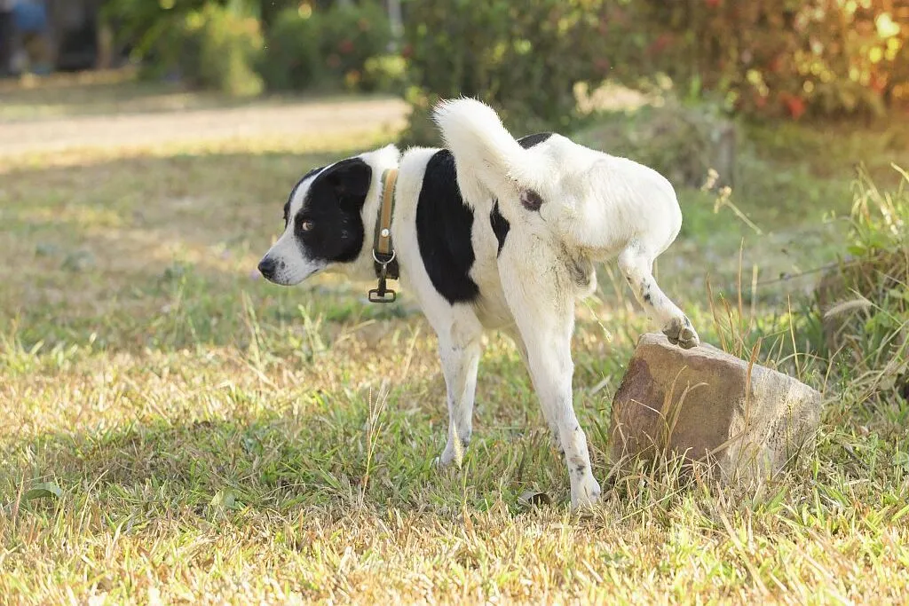 Incontinentie bij de hond