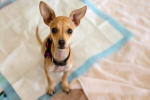 Incontinentie bij honden: oorzaken, symptomen en behandeling