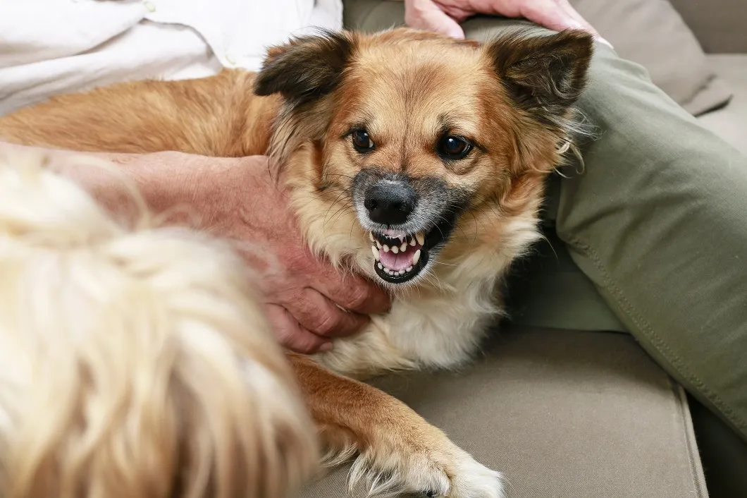 Agressieve hond gromt