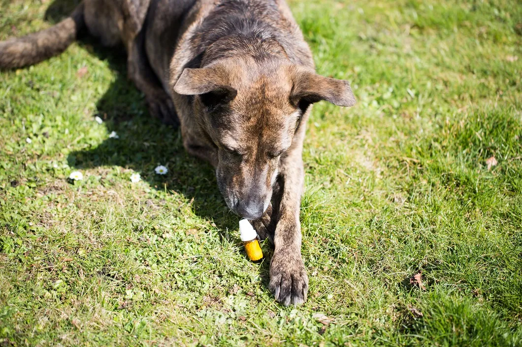 Hond snuffelt aan globuli